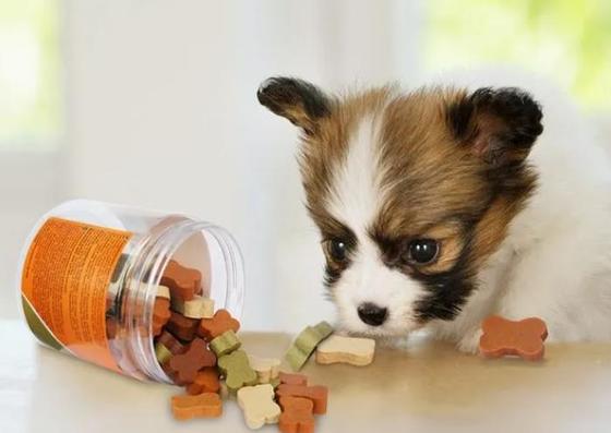 Die Hundesorgfalt-Zähne, die Imbiss-Haustier kauen, behandeln Maschine 380V oder kundengerechte Spannung