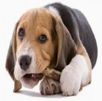 Haustier 100KW kaut Fertigungsstraße für die Zahn-Gesundheit der Hunde